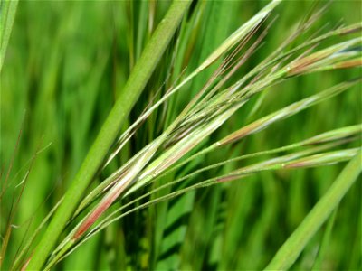Taube Trespe (Bromus sterilis) im Hockenheimer Rheinbogen
