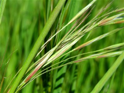 Taube Trespe (Bromus sterilis) im Hockenheimer Rheinbogen photo