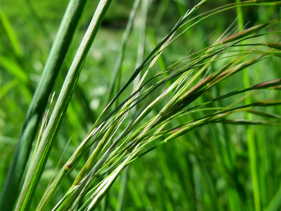 Taube Trespe (Bromus sterilis) im Hockenheimer Rheinbogen