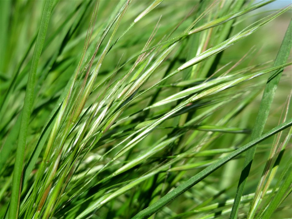 Taube Trespe (Bromus sterilis) im Hockenheimer Rheinbogen