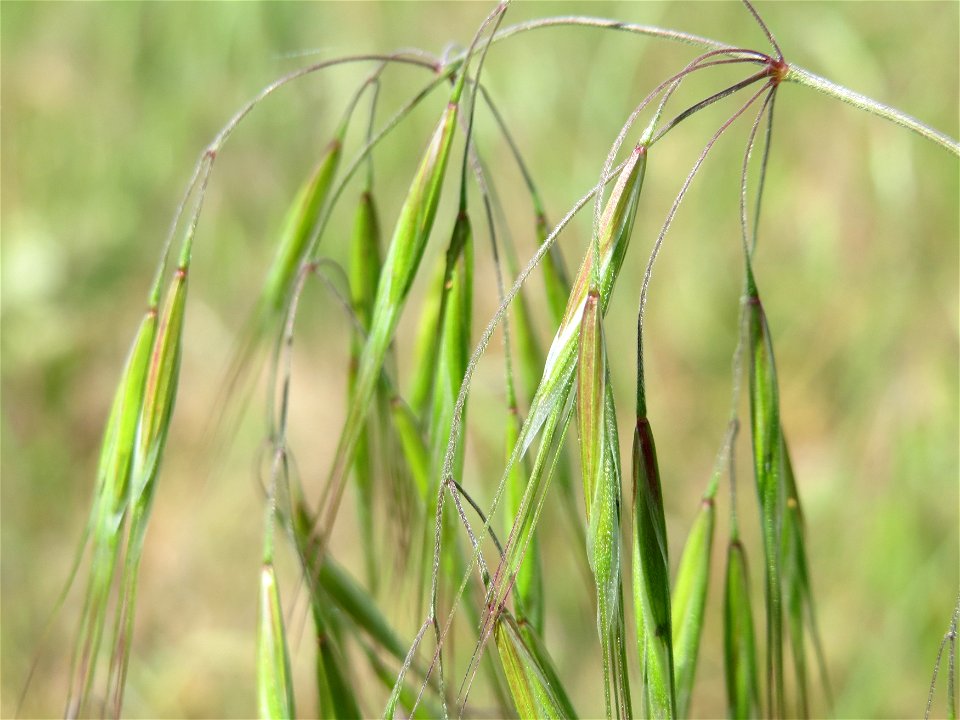 Taube Trespe (Bromus sterilis) bei Reilingen