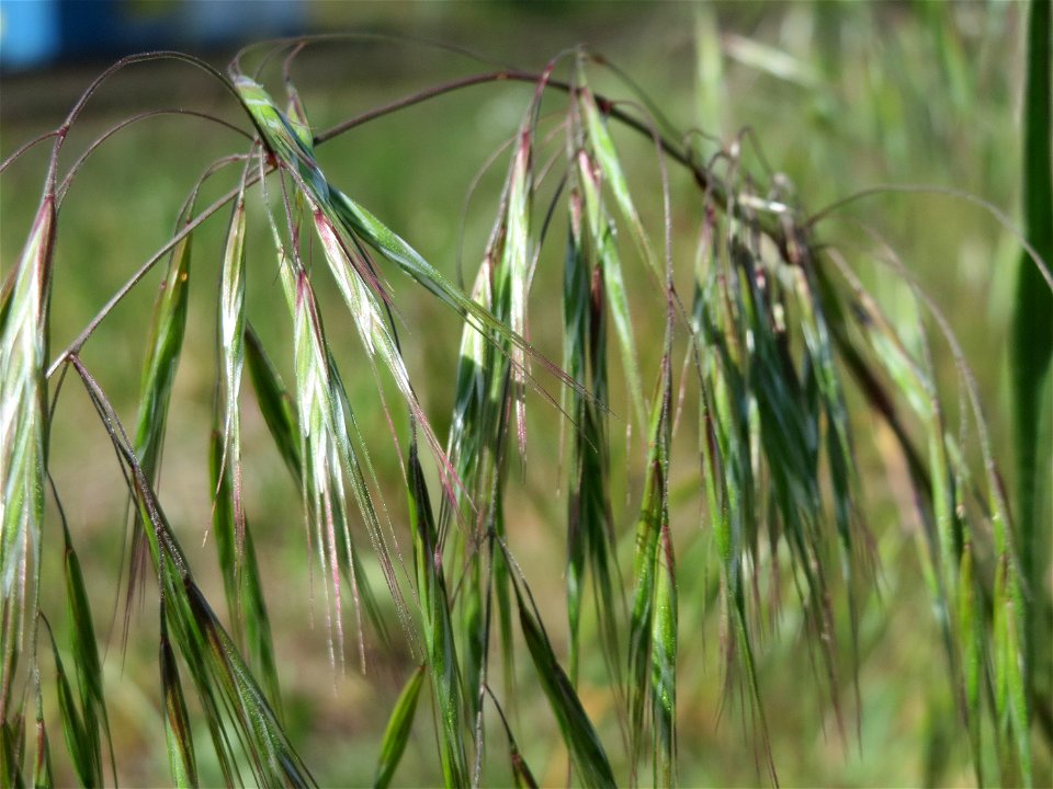 Taube Trespe (Bromus sterilis) bei Reilingen