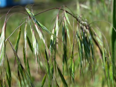 Taube Trespe (Bromus sterilis) bei Reilingen
