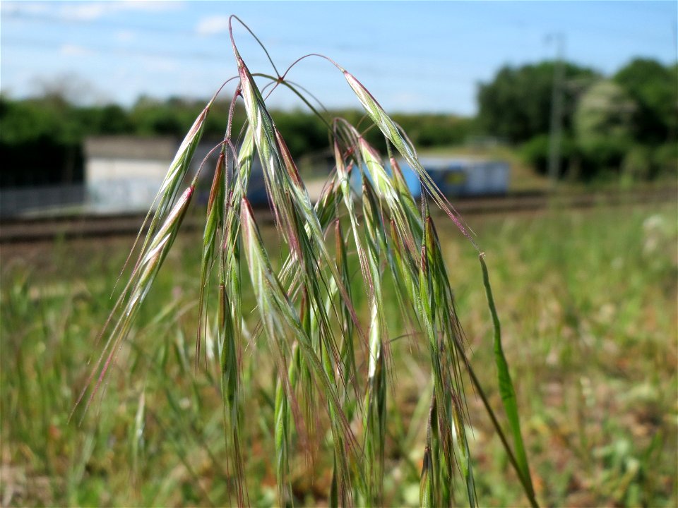 Taube Trespe (Bromus sterilis) bei Reilingen