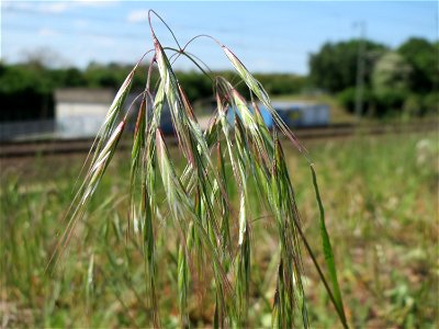 Taube Trespe (Bromus sterilis) bei Reilingen