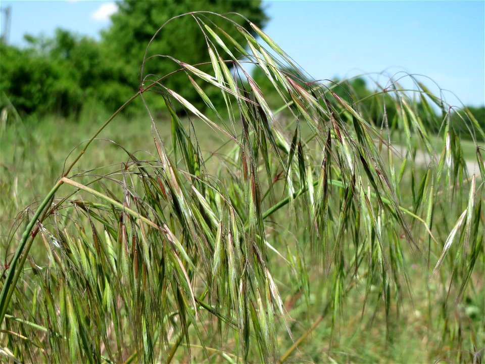 Taube Trespe (Bromus sterilis) bei Reilingen