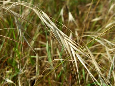 Taube Trespe (Bromus sterilis) bei Neulußheim (Gemarkung Altlußheim)