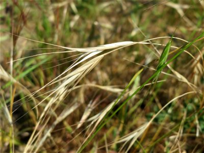 Taube Trespe (Bromus sterilis) bei Neulußheim (Gemarkung Altlußheim)