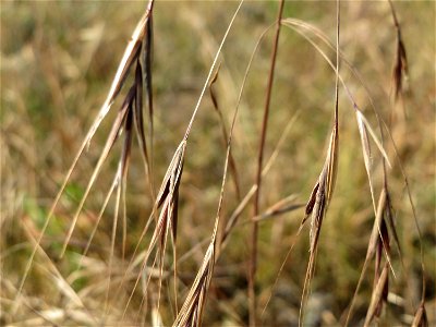 Taube Trespe (Bromus sterilis) bei Reilingen