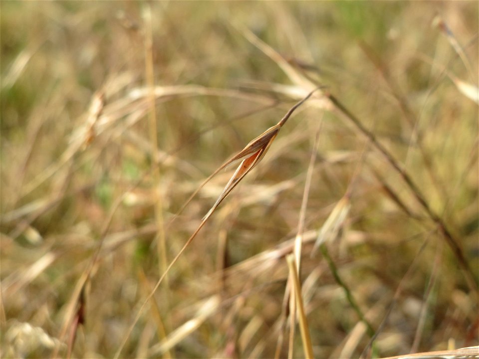 Taube Trespe (Bromus sterilis) bei Reilingen