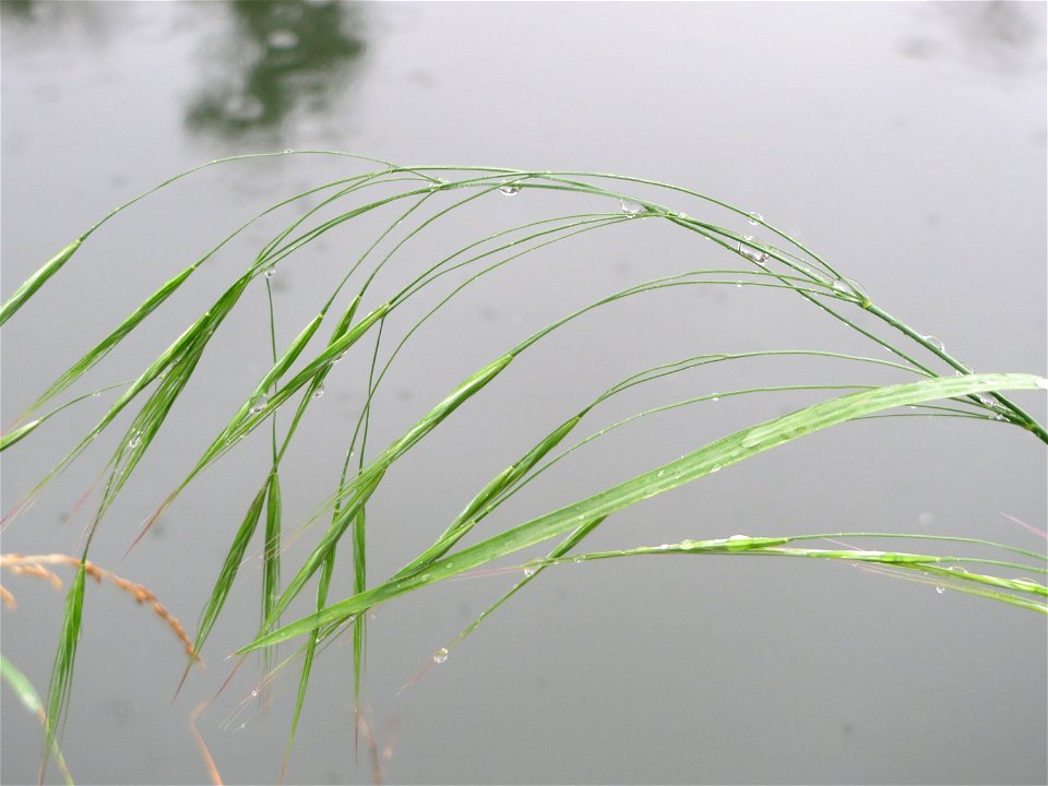 Taube Trespe (Bromus sterilis) an der Saar in Saarbrücken