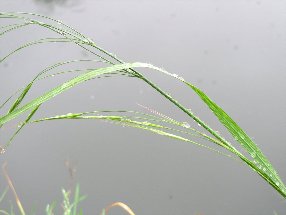 Taube Trespe (Bromus sterilis) an der Saar in Saarbrücken