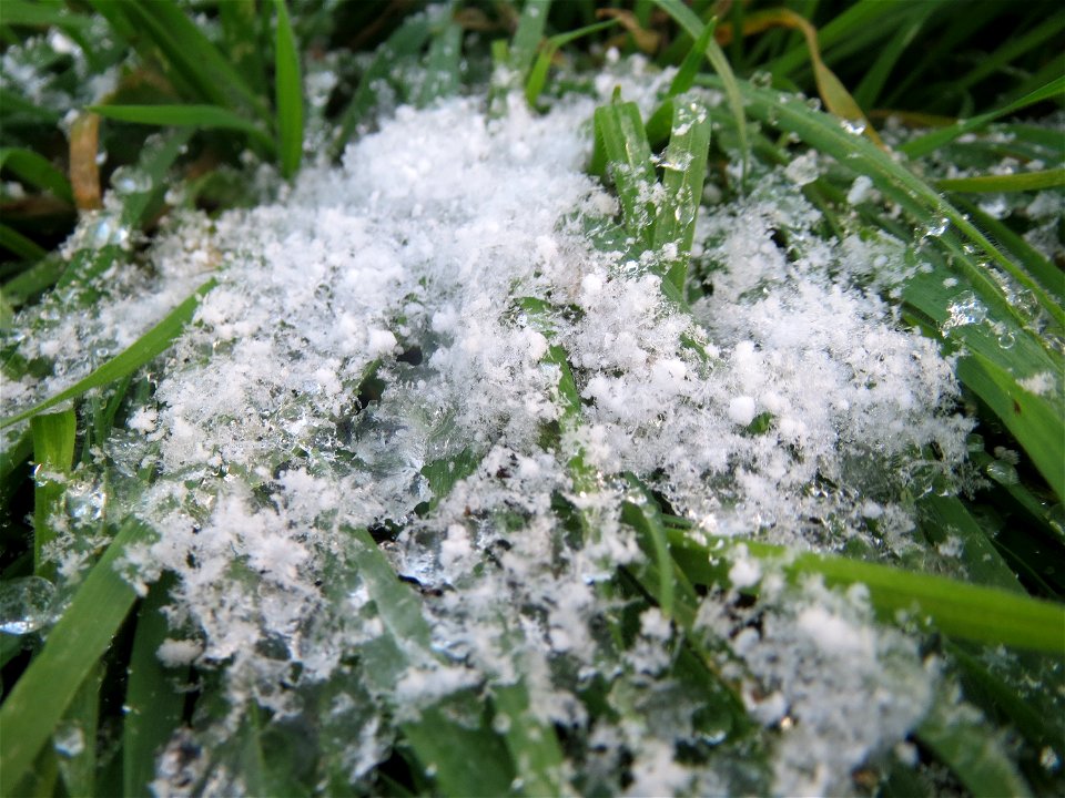 Verschneite Taube Trespe (Bromus sterilis) in Hockenheim