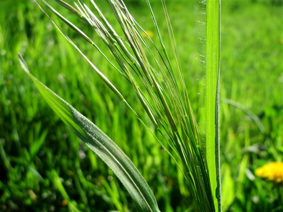 Taube Trespe (Bromus sterilis) im Landesgartenschaupark Hockenheim