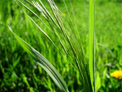 Taube Trespe (Bromus sterilis) im Landesgartenschaupark Hockenheim
