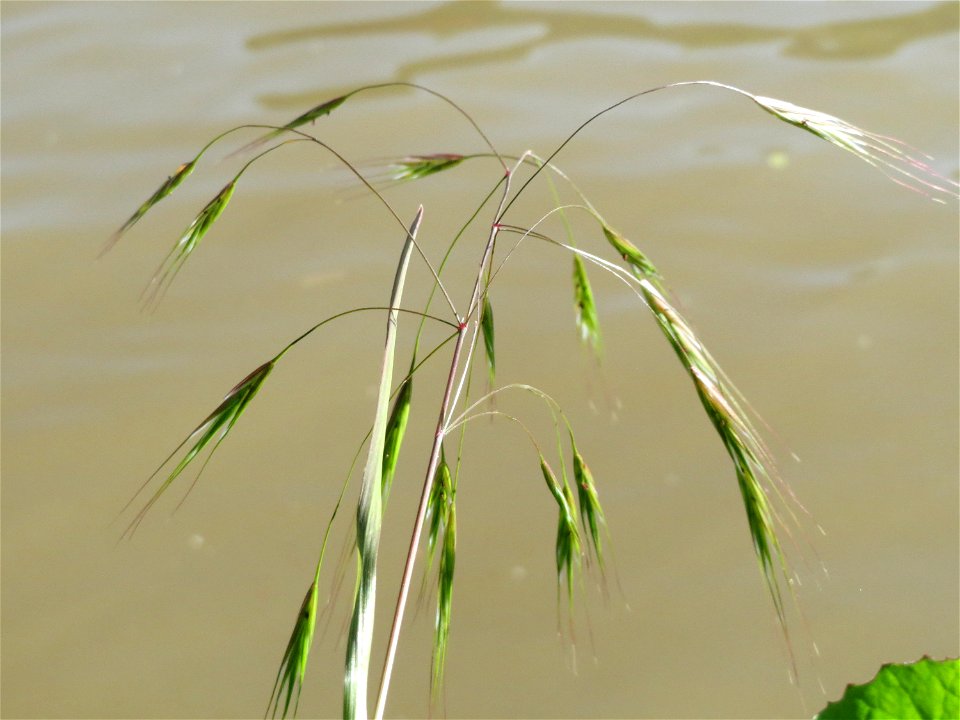 Taube Trespe (Bromus sterilis) am Neckarufer in Heidelberg-Neuenheim