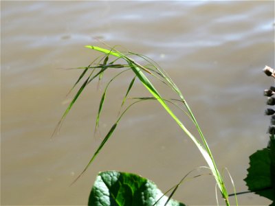 Taube Trespe (Bromus sterilis) am Neckarufer in Heidelberg-Neuenheim
