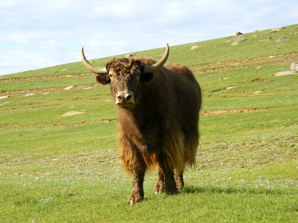 Alpine meadow cattle mountains