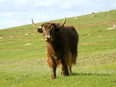 Alpine meadow cattle mountains photo