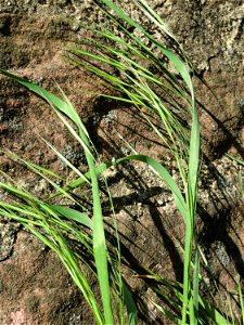 Taube Trespe (Bromus sterilis) am Neckarufer in Heidelberg-Neuenheim