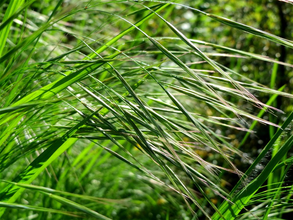 Taube Trespe (Bromus sterilis) im Neuenheimer Feld in Heidelberg