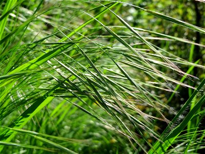 Taube Trespe (Bromus sterilis) im Neuenheimer Feld in Heidelberg