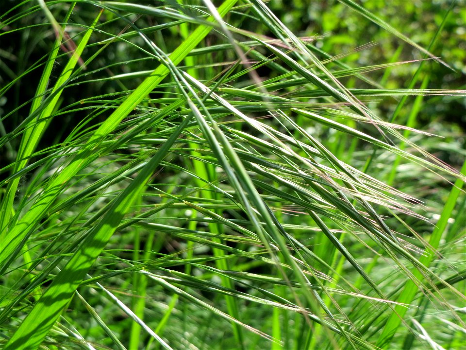 Taube Trespe (Bromus sterilis) im Neuenheimer Feld in Heidelberg