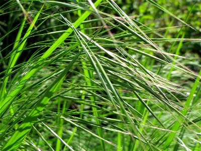 Taube Trespe (Bromus sterilis) im Neuenheimer Feld in Heidelberg