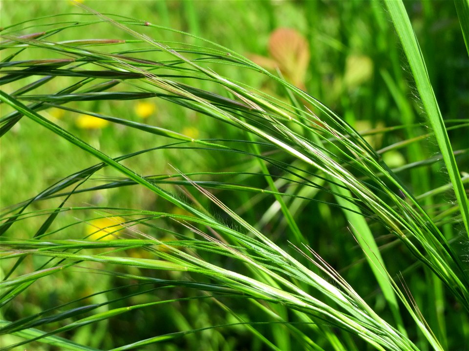 Taube Trespe (Bromus sterilis) im Neuenheimer Feld in Heidelberg