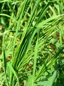 Taube Trespe (Bromus sterilis) auf einem Grünstreifen zwischen Eisenbahnstraße und Am Damm in Hockenheim