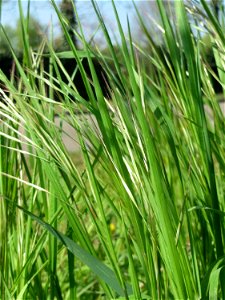 Taube Trespe (Bromus sterilis) auf einem Grünstreifen zwischen Eisenbahnstraße und Am Damm in Hockenheim