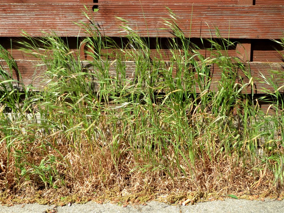 Ritzenbotanik: Taube Trespe (Bromus sterilis) in Hockenheim