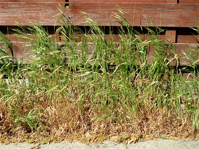 Ritzenbotanik: Taube Trespe (Bromus sterilis) in Hockenheim