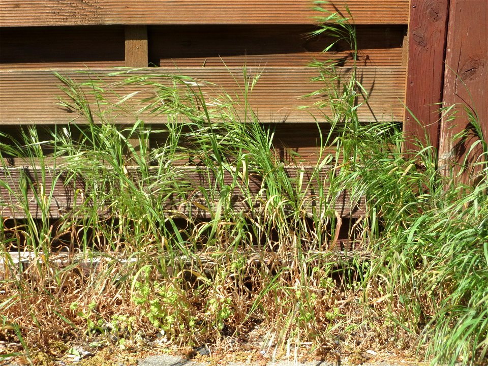 Ritzenbotanik: Taube Trespe (Bromus sterilis) in Hockenheim