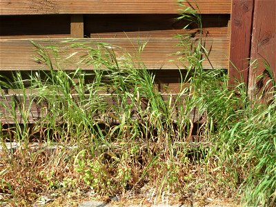 Ritzenbotanik: Taube Trespe (Bromus sterilis) in Hockenheim