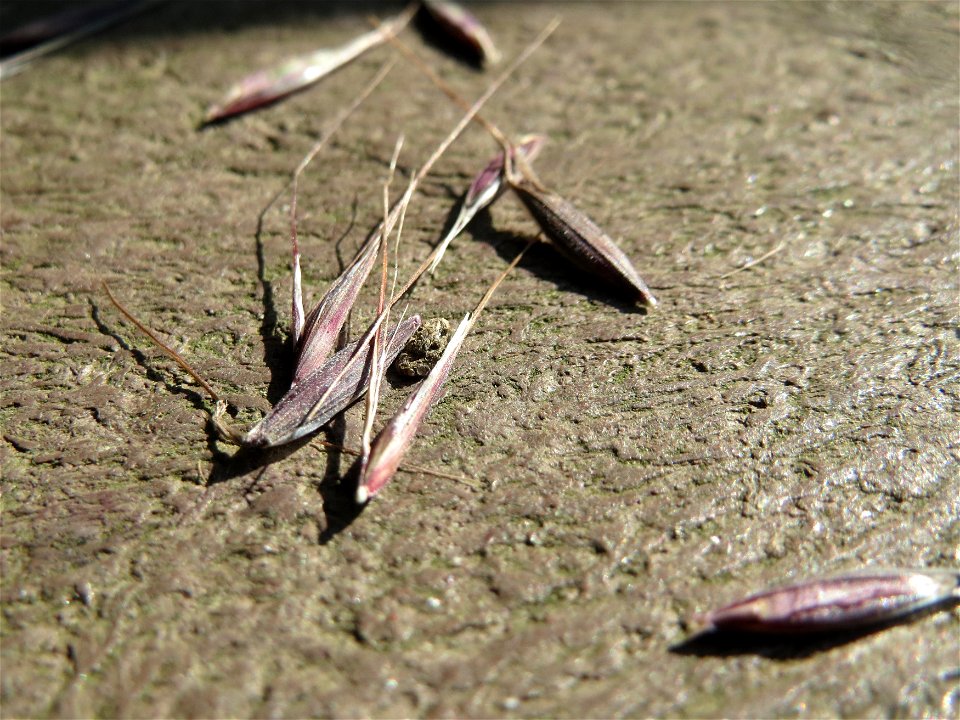 Samen der Tauben Trespe (Bromus sterilis) im Landschaftsschutzgebiet „Hockenheimer Rheinbogen“