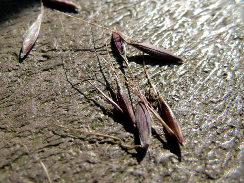 Samen der Tauben Trespe (Bromus sterilis) im Landschaftsschutzgebiet „Hockenheimer Rheinbogen“