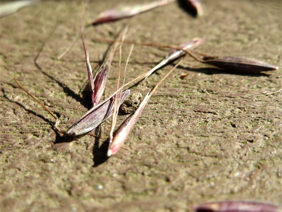 Samen der Tauben Trespe (Bromus sterilis) im Landschaftsschutzgebiet „Hockenheimer Rheinbogen“