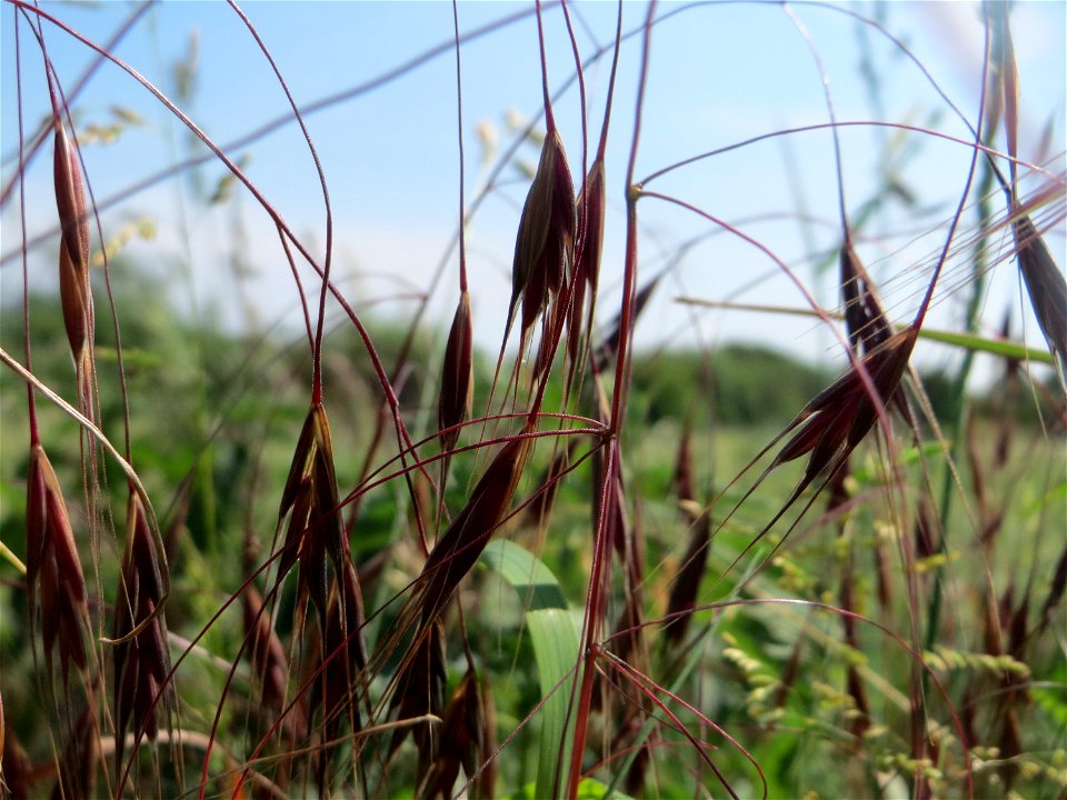 Taube Trespe (Bromus sterilis) am Hofweg im Landschaftsschutzgebiet „Hockenheimer Rheinbogen“