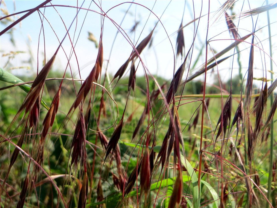 Taube Trespe (Bromus sterilis) am Hofweg im Landschaftsschutzgebiet „Hockenheimer Rheinbogen“