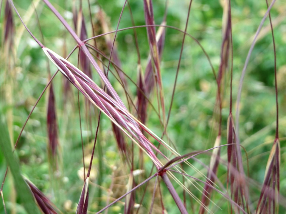 Taube Trespe (Bromus sterilis) auf einer Wiese zum Schutz der Haubenlerche am Stadtrand von Hockenheim
