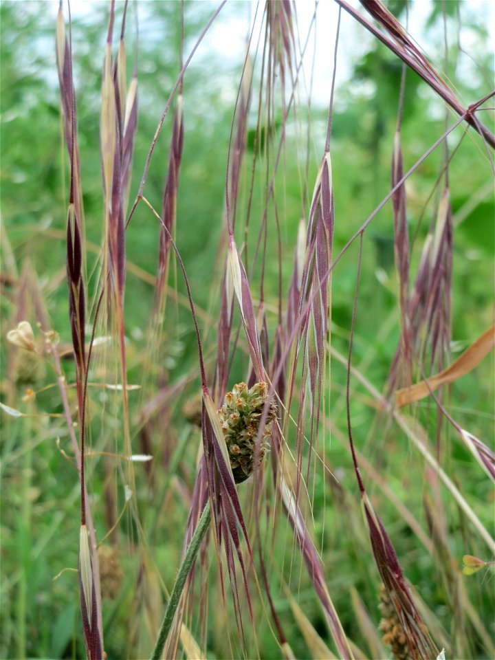 Taube Trespe (Bromus sterilis) auf einer Wiese zum Schutz der Haubenlerche am Stadtrand von Hockenheim