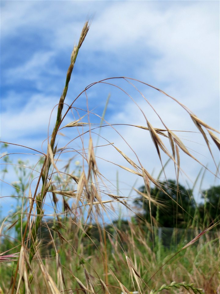 Taube Trespe (Bromus sterilis) auf einer Wiese zum Schutz der Haubenlerche beim Dänischen Lager bei Hockenheim