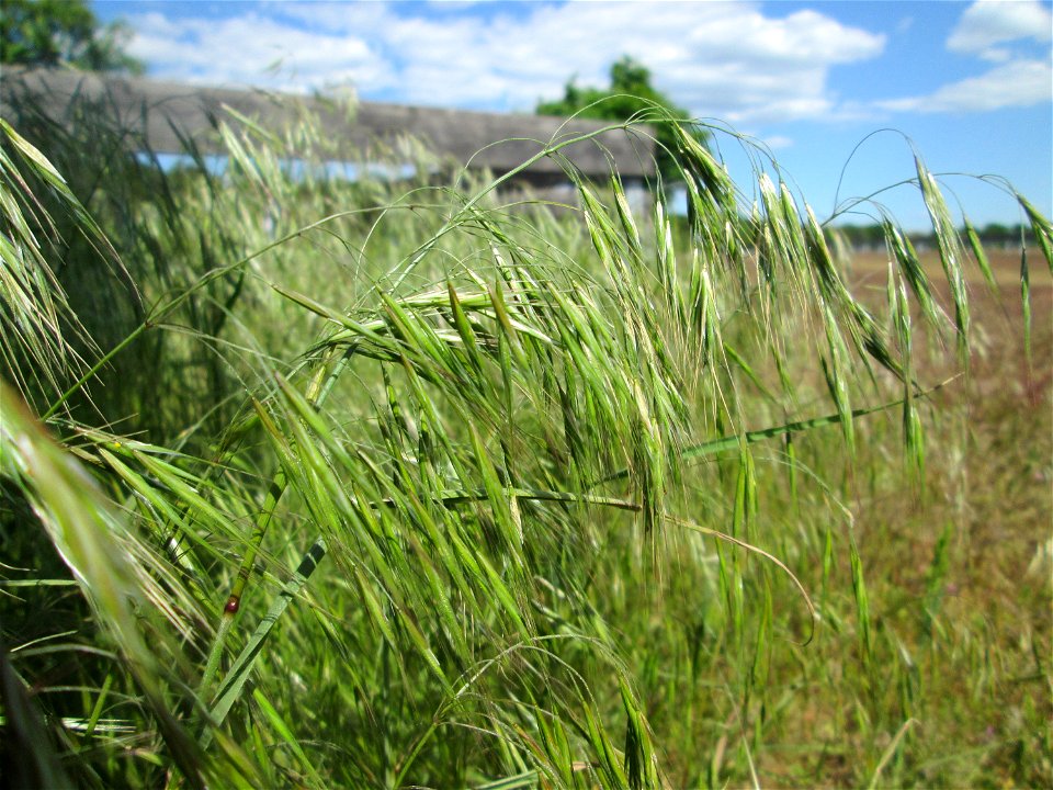 Taube Trespe (Bromus sterilis) auf einer Parkplatz-Wiese in Hockenheim