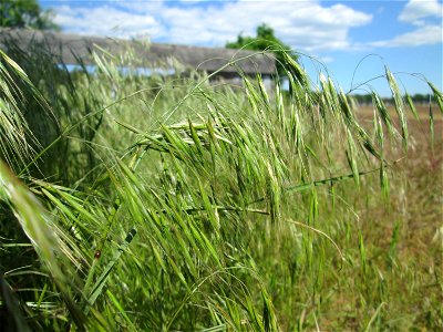Taube Trespe (Bromus sterilis) auf einer Parkplatz-Wiese in Hockenheim