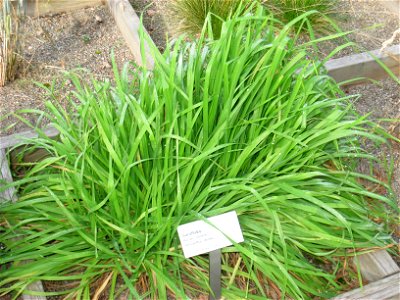 Anisantha sterilis - Oslo botanical garden, Oslo, Norway.