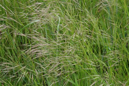 Bromus sterilis