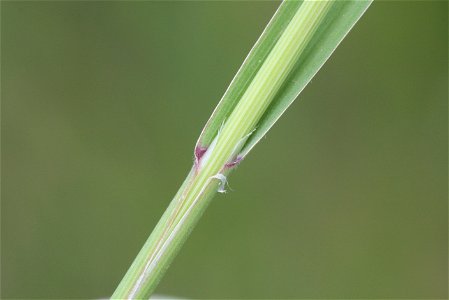 Bromus sterilis