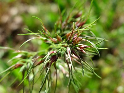 Zwiebel-Rispengras (Poa bulbosa) in Hockenheim