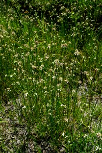 Croatan National Forest